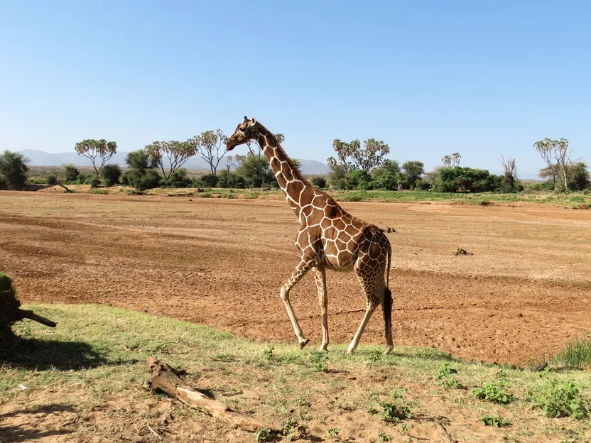 3-Days Excursion in Samburu National Park