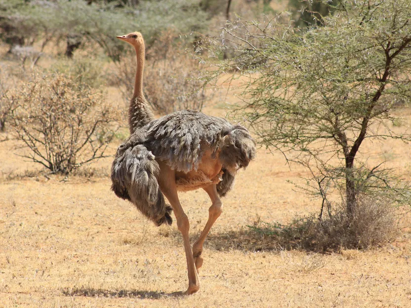 3-Days Excursion in Samburu National Park