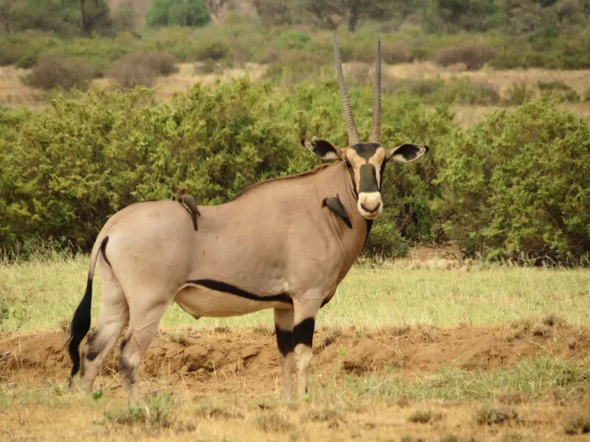 3-Days Excursion in Samburu National Park