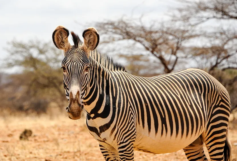 3-Days Excursion in Samburu National Park