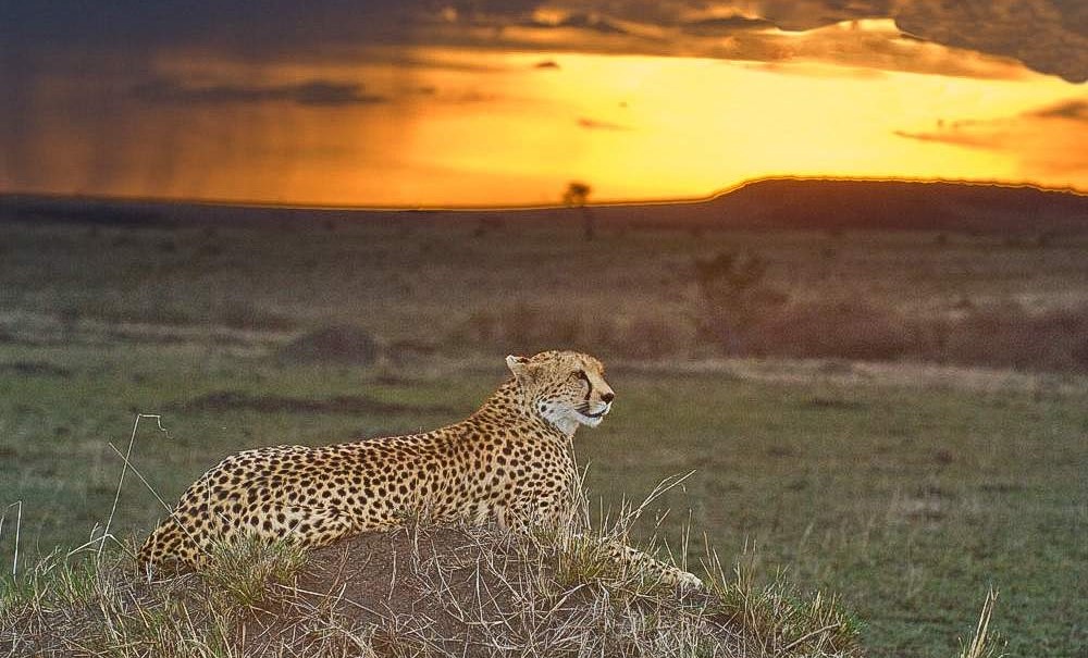 2-Days Safari in the heart of Masai Mara National Reserve