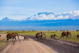 7-Days Midrange Bush and Beach Holiday - Amboseli NP and Diani