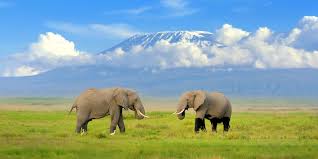 6-Days Bush and Beach Holiday Amboseli, Taita, Tsavo East