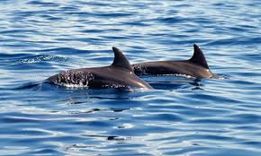 1-Day Wasini Dolphin Trip - Kisite Mpunguti Island