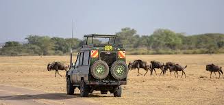 4-Days Safari- Wildebeest Migration Season