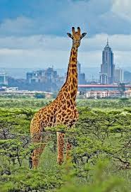 ½-Day Nairobi National Park Excursion