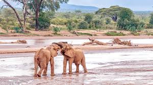 3-Day Spectacular Journey to Samburu Game Reserve