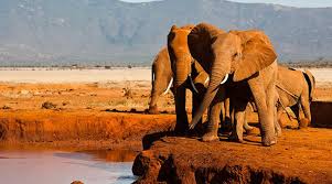 4-Days Exploring Amboseli & Tsavo West - Mid-Range Tour