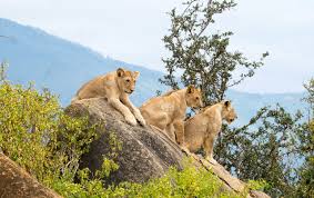 4-Days Exploring Amboseli & Tsavo West - Mid-Range Tour