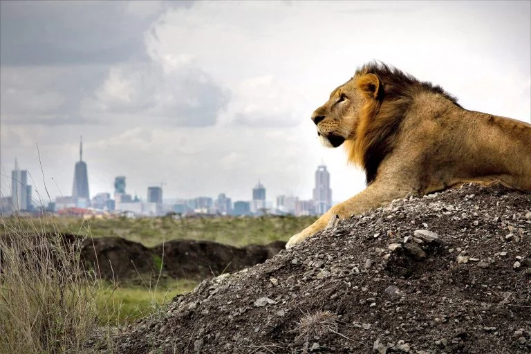 1-Day Nairobi Park & David Sheldrick Wildlife Tour