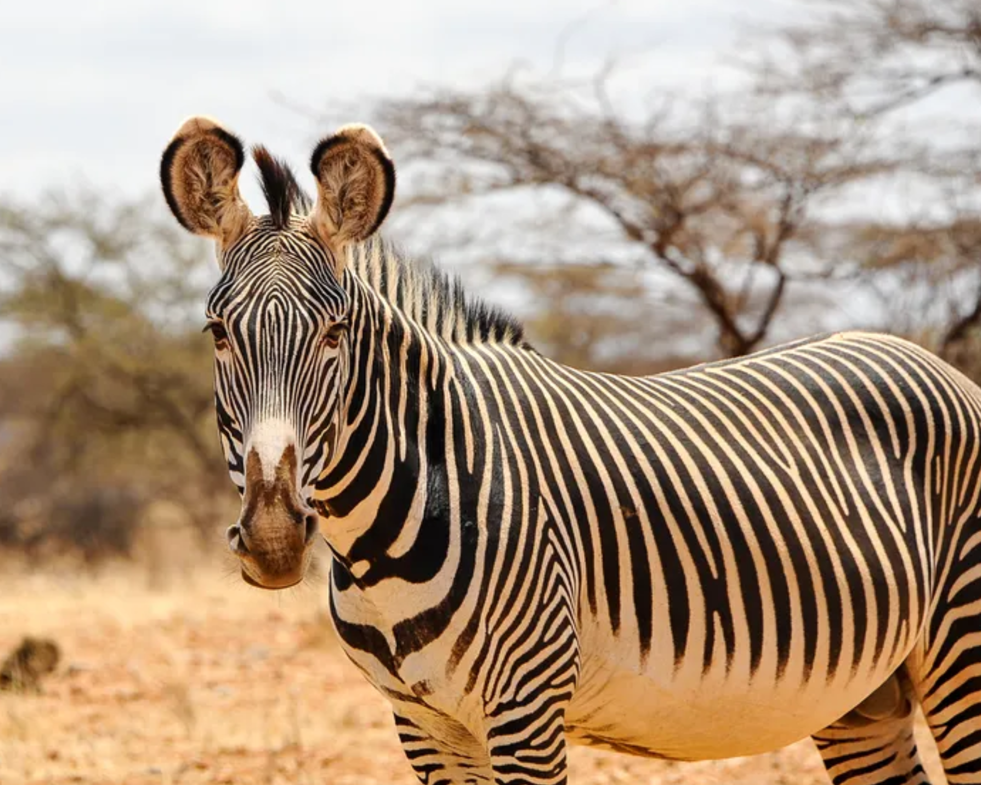 3-Day Samburu Safari: Discover the Unique Special Five