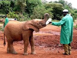 1 Day Nairobi National Park and David Sheldrick