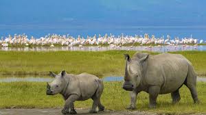 4 Days Lake Nakuru & Amboseli Safari Adventure